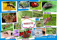PD13-4 Insecte