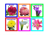 FL-2 Loto Flori - găseşte perechea