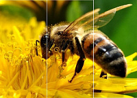 IN-14 Puzzle Insecte - 3 părţi