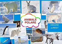 PD13-7 Animale polare