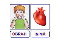 OM-35 Joc cu jetoane Părţile corpului şi organele interne
